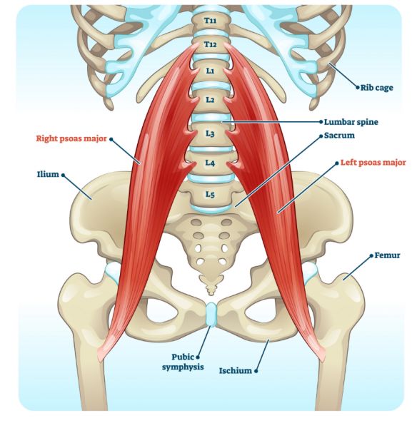 Learn to relax the psoas, important muscle connecting upper to lower body