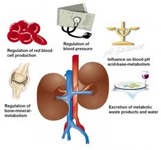 Strengthen Kidneys for stronger immune system