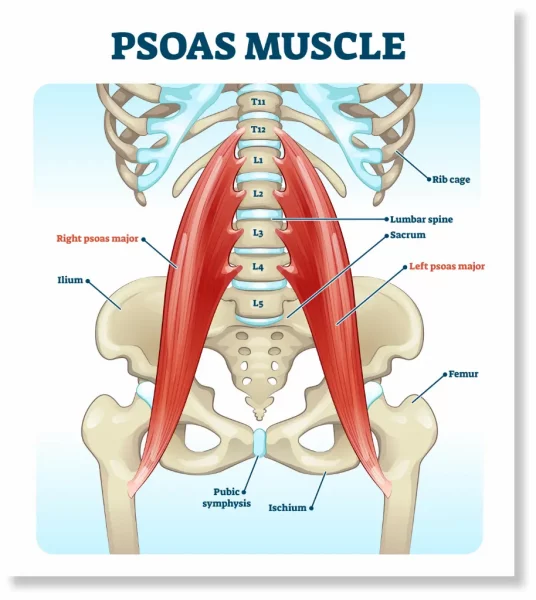 Anatomical diagram of the psoas muscle, known as the muscle of the soul, connecting the spine to the legs for holistic emotional release